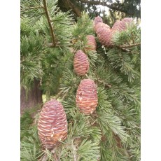 Cedrus deodara